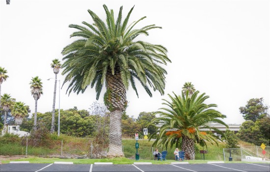 Welcome To The Ocean Palms Motel - Beautifully Manicured Grounds